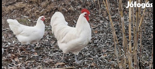 fehér és fekete australorp 