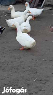 fehér kacsa 