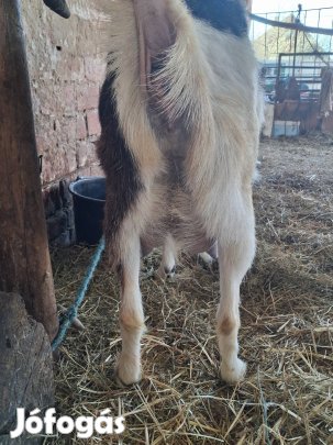 fejős anya kecske eladó