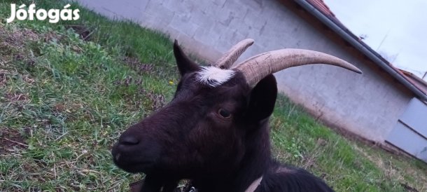 fejős nőstény kecsek 