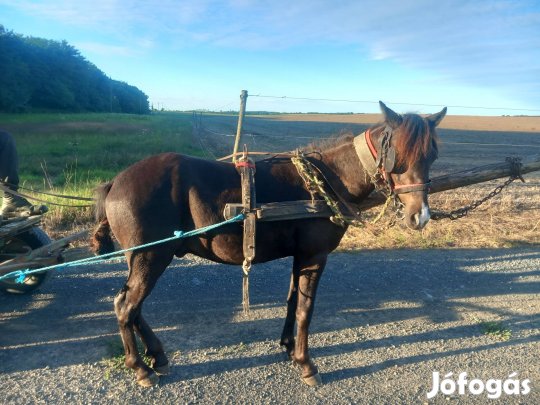 fekete poni eladó