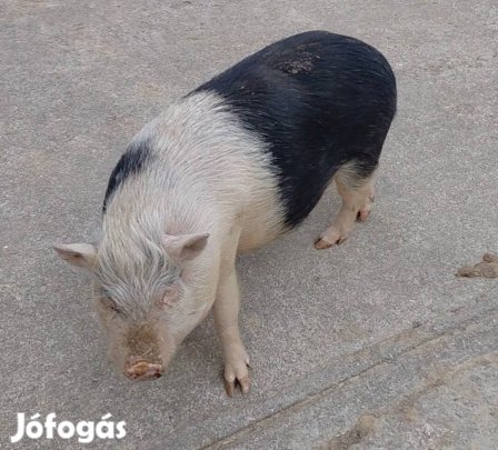 félidős vemhes csüngőhasu koca