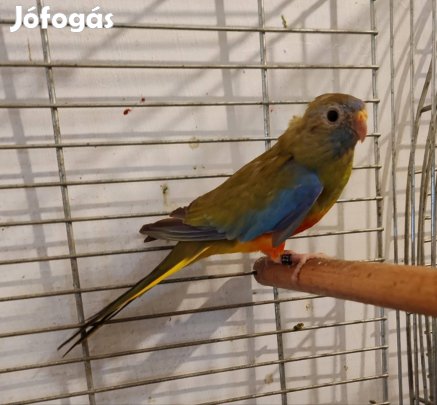 fény papagáj.