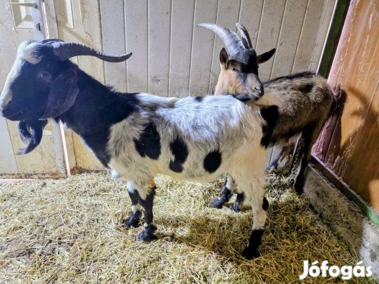 fiatal bakkecskék tenyésztésre