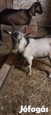 fiatal ivarérett bak kecske eladó Noszvajon 