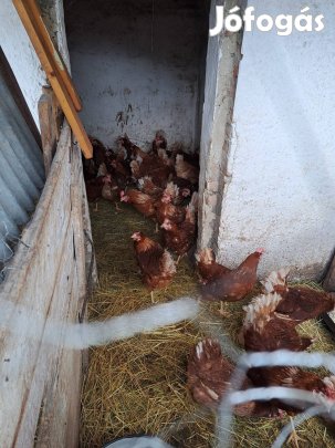 fiatal tanyasi kapirgalos baromfi intenzív tojó tyúkok fiatal kakasok