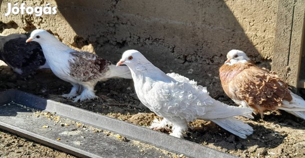 fodros galambok eladók