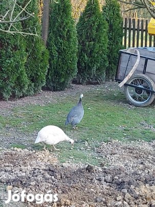 francia gigant gyöngy tyúkok 