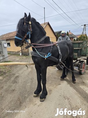 fríz csődör csikó