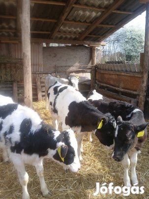 friz választási bikaborjak eladók 