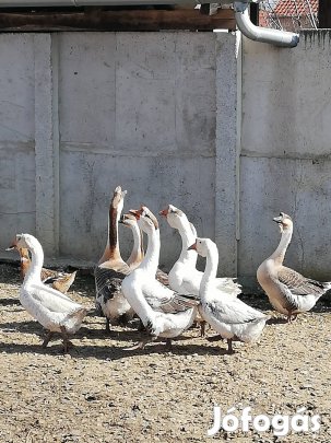 fútó  kacsa, bűtykős liba tojás 