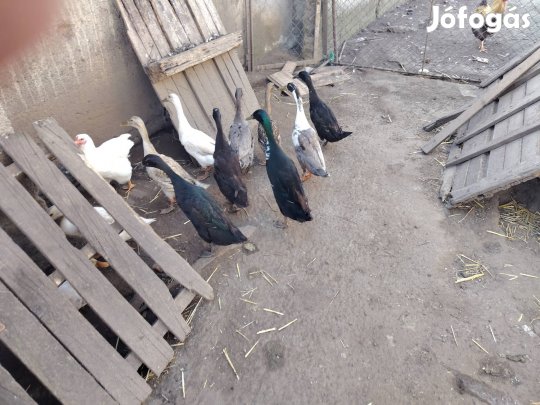 futókacsák eladók