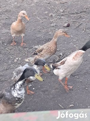 fútókacsák eladók kecskeméten