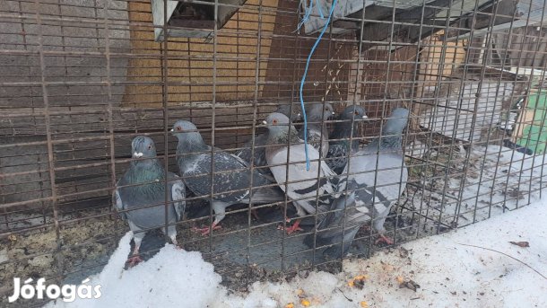galambok eladóak