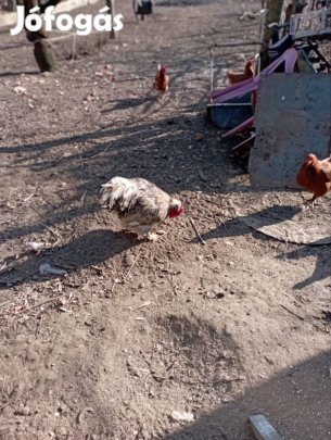 gatyas kakas? eladó 12ezer,telefon 06,20,94,35,405jozsef