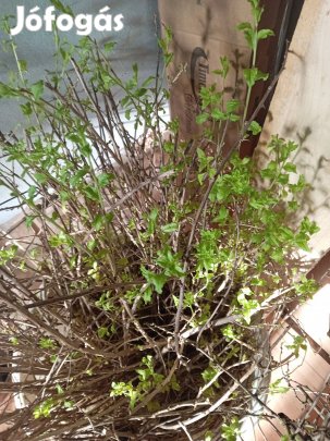 goji hajtások kis és nagy tételben is 