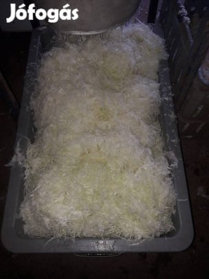 gyalult káposzta kapható