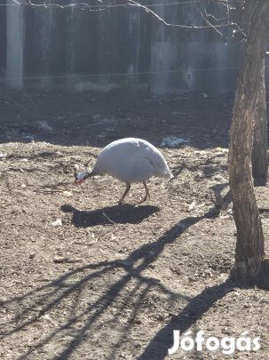 gyöngykakas gyöngy kakas