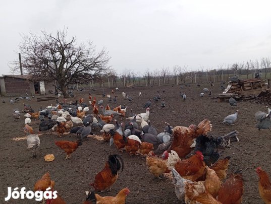 gyöngyös tojás keltetésre alkalmas eladó 
