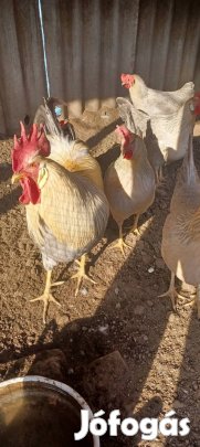 gyöngyszürke itáliai tojás