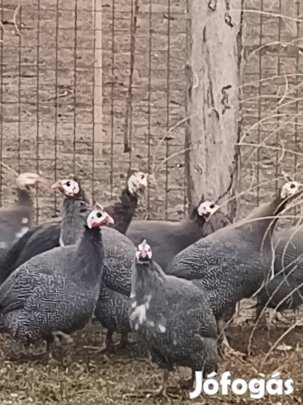 gyöngytyúk eladó 