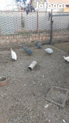 gyöngytyúk tojás eladó