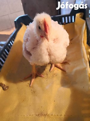 gyönyörű 4,5 hetes előnevelt fehér húshibrid csirke eladó. 