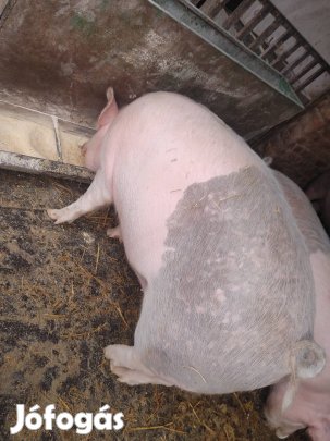 gyönyörü 4 sonkás hizó