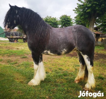 gypsy vanner kanca