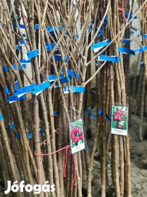 gyümölcsfa csemeték 