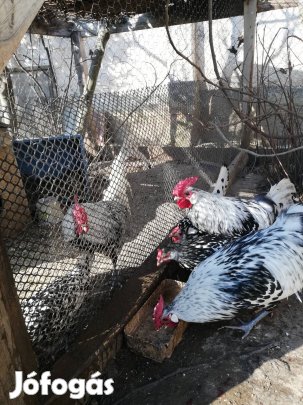 hamburgi pettyes tenyészpárok és tojásaik eladok