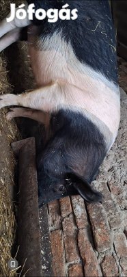 hampshire hasas koca