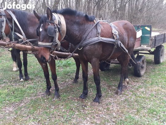 három éves mén csiko