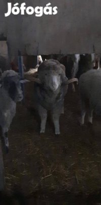 hasas merino anya birkak