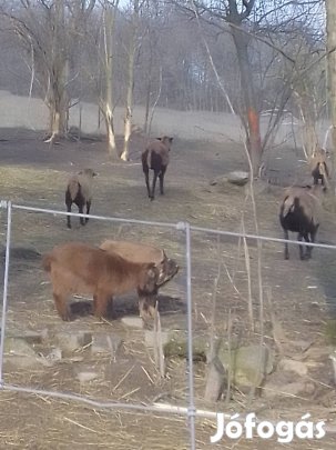 haszon állat 