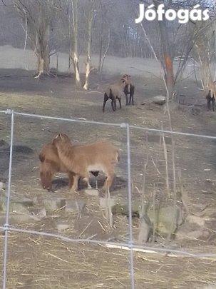 haszon állat kameruni törpe kecske 