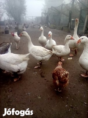 haszonállat eladó 