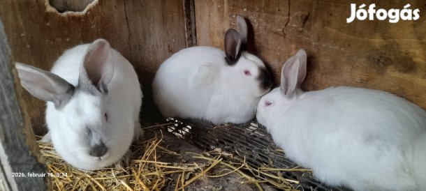 házi-és haszonállat