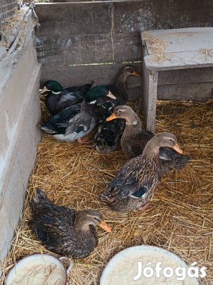 házi kacsák eladók