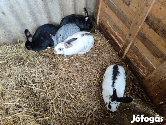 házi nyúl eladó 