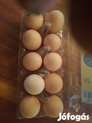 házi tojás eladó 