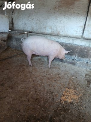 háztáji hizó eladó