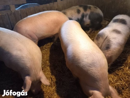 háztáji nagysulyu hizó eladó 700 750