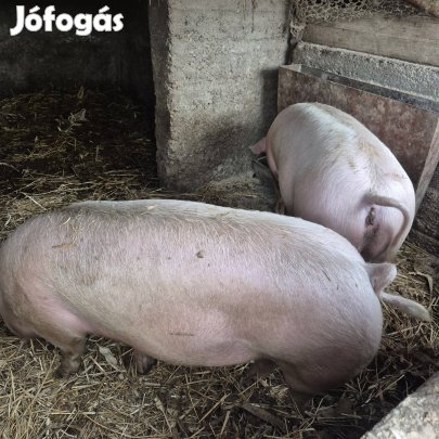 háztáji sertés