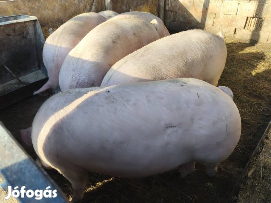 háztáji tápmentes hízók