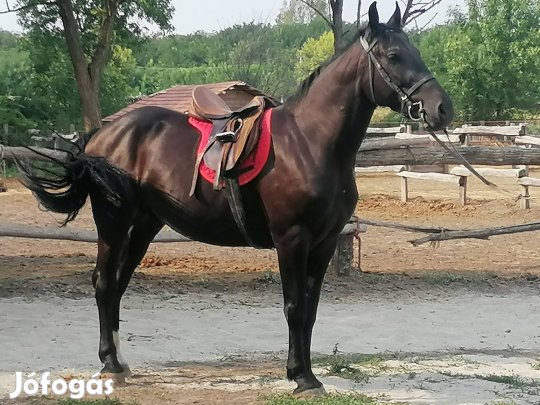 herélt hobbi ló 