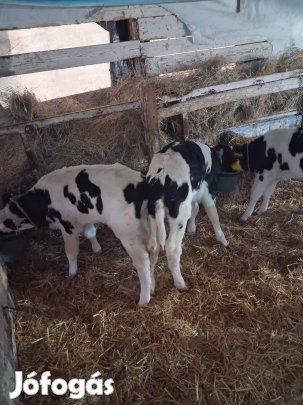 hf bika borjak eladók