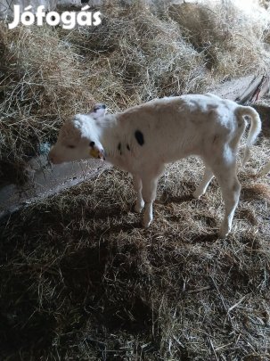 hf bikaborju tejen nevelkedik három hetes