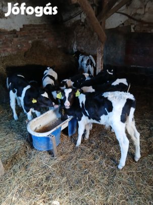 hf tejen nevdlkedet kethonapos bikaborju