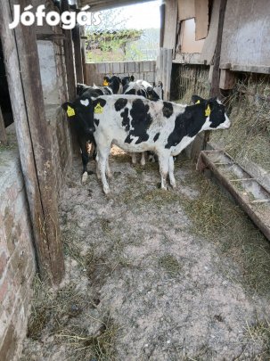 hf uszoborju tejennevelkedtek negyhonaposak hátán vannak